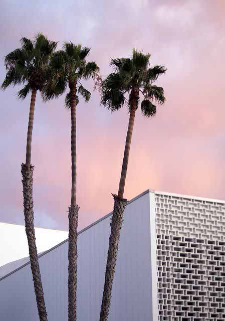 Palm trees at dusk, A Golden State summer concept direction, Naked Retail by SheridanCX