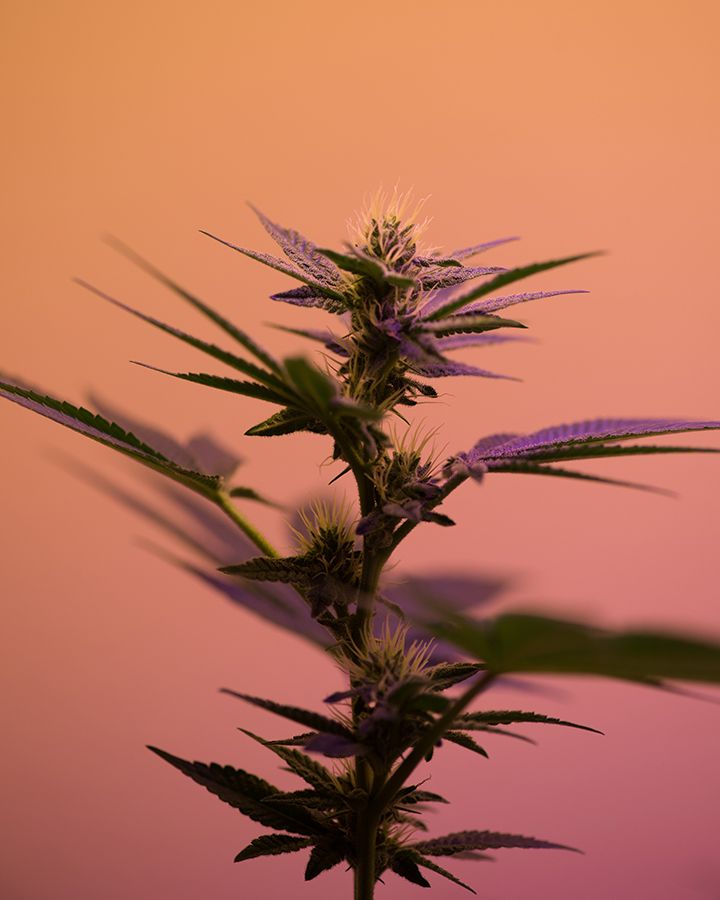 The Green Rush
